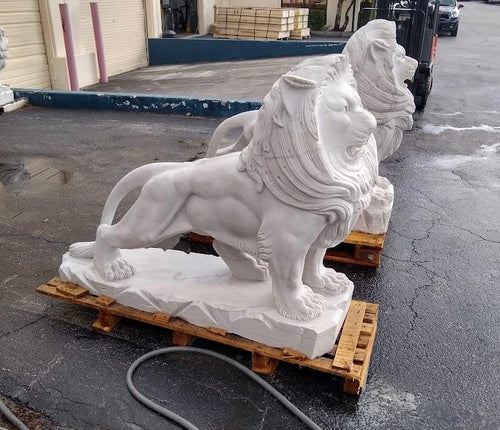 Life Size Magnificent Roaring Marble Lion Sculptures Pair