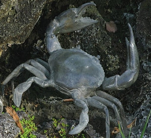 8"W Crab Sculpture - Bronze
